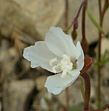 Clarkia epilobiodes flower